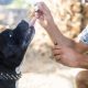 Canapa e CBD per Animali: Il Potenziale Terapeutico e i Benefici per i Nostri Amici a Quattro Zampe