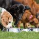 L’alimentazione dei cani: tutto ciò che devi sapere