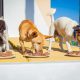 I segreti del cibo per cani che il tuo cane intelligente capisce